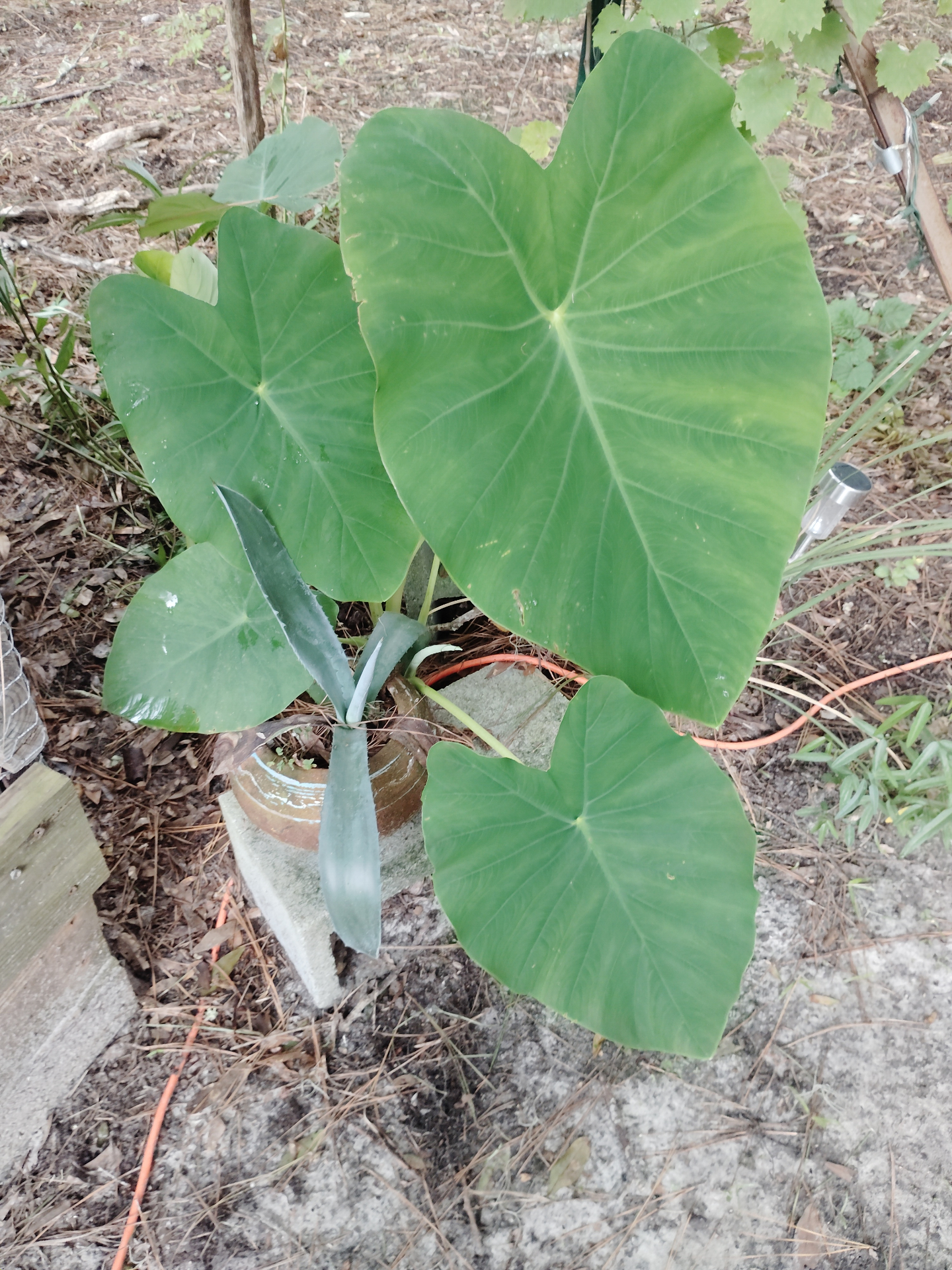 A potted elephant ear plant at the Cat Nap Inn with three enormous green heart-shaped leaves spreading out over the yard, a smaller agave tucked in at the base, and a grape arbor above